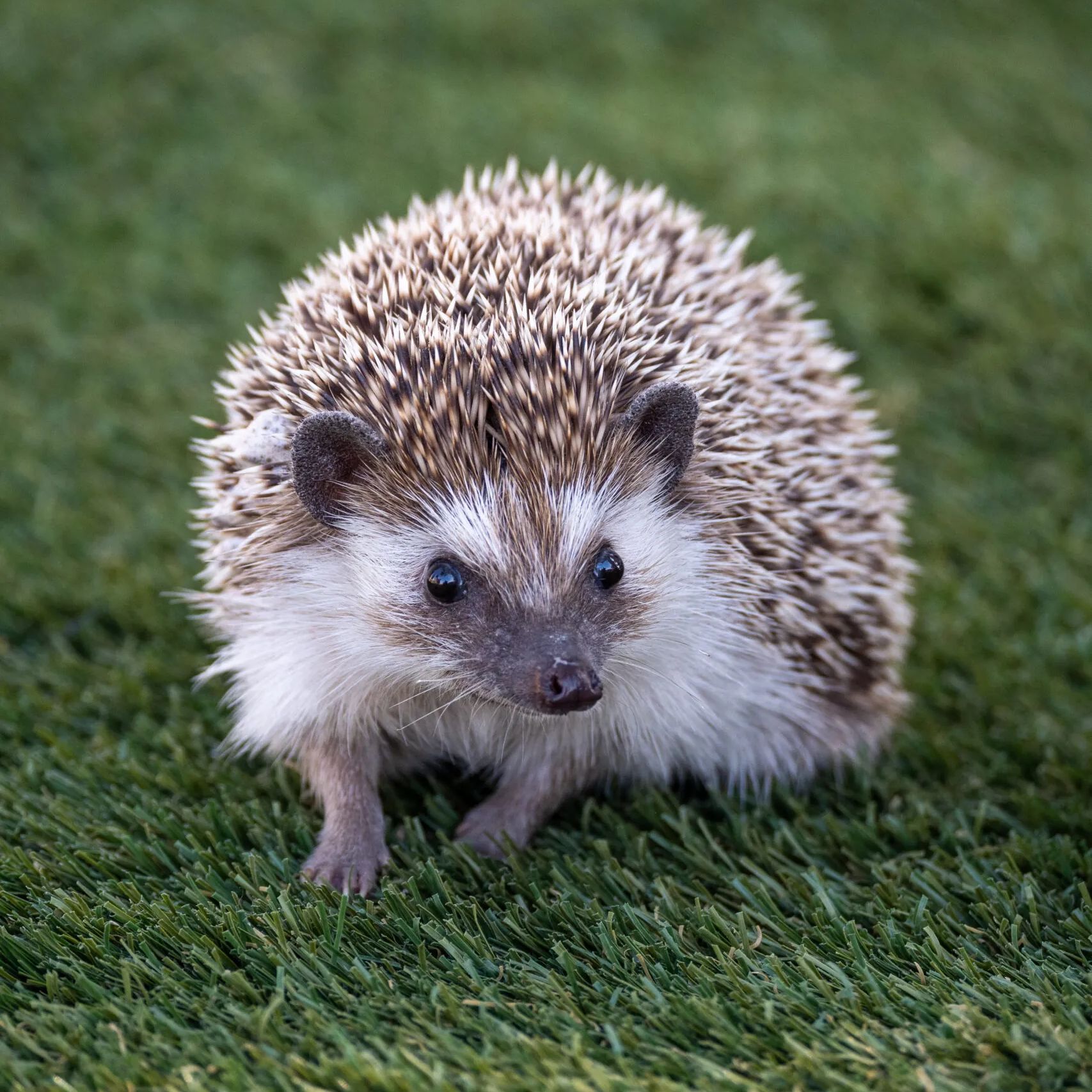 Hedgehog