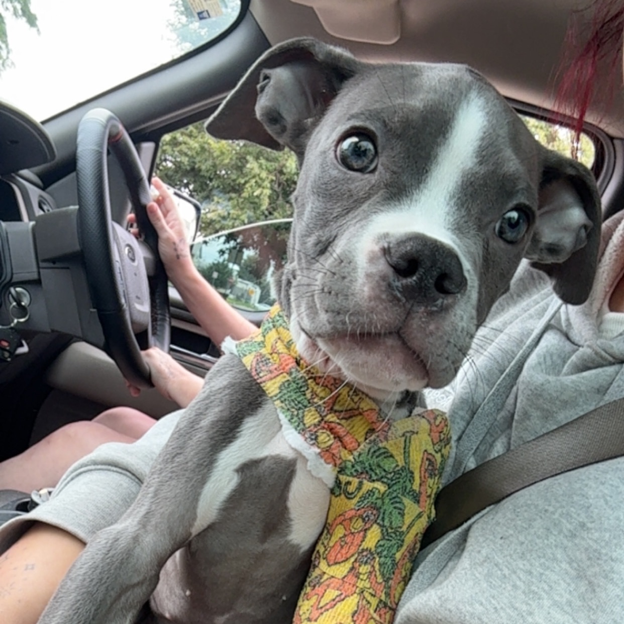 Apollos Journey🐾